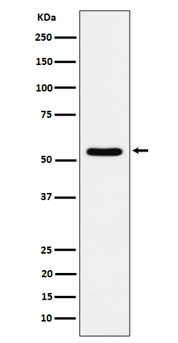 Target of EGR1 protein 1 Ab