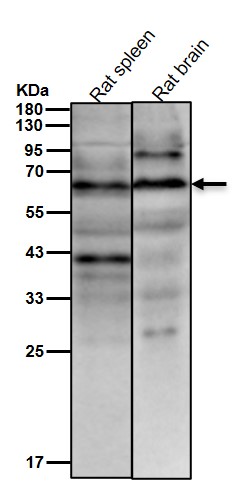 Target of EGR1 protein 1 Ab