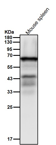 Target of EGR1 protein 1 Ab