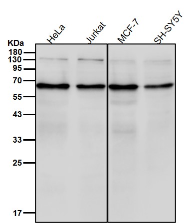 Target of EGR1 protein 1 Ab