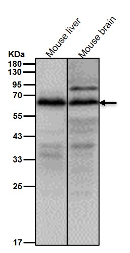 Target of EGR1 protein 1 Ab