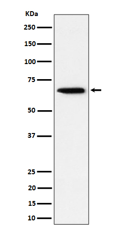 Sterol carrier protein 2 Ab