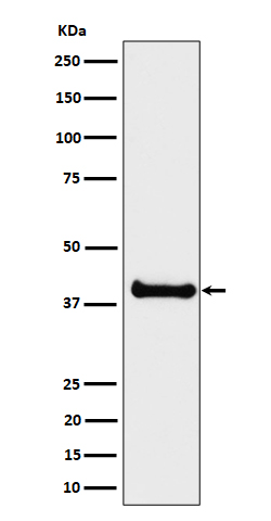 NIF3L1 Ab