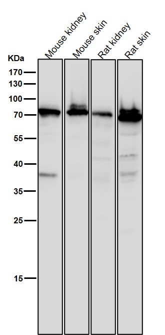 Scinderin Ab