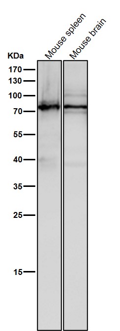 Scinderin Ab