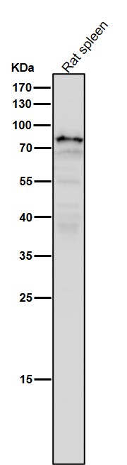 Scinderin Ab