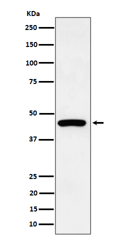 Cytokeratin 19 Ab