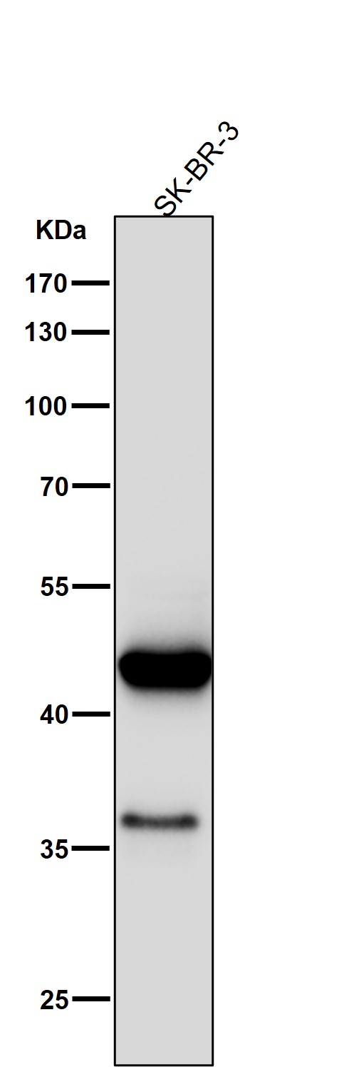 Cytokeratin 19 Ab