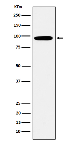 Epsin 1 Ab