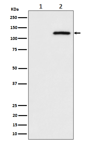 p-CBL (S669) Ab