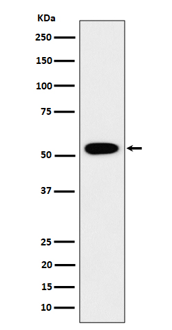 GRSF 1 Ab