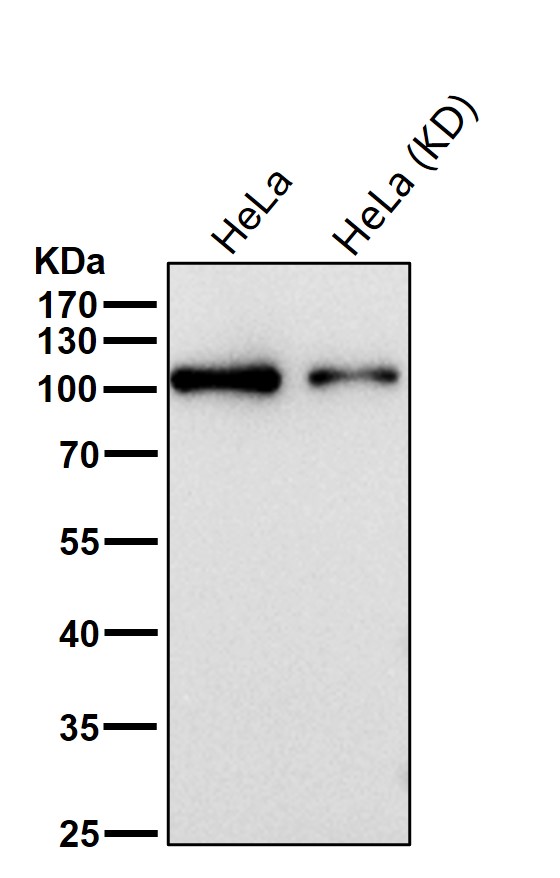 ZHX2 Ab