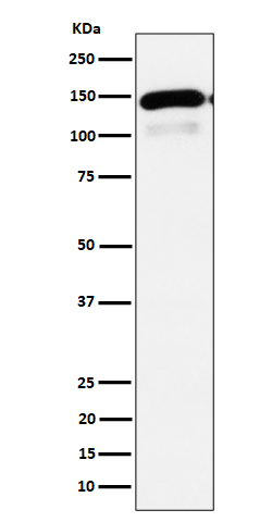 PLCB1 Ab