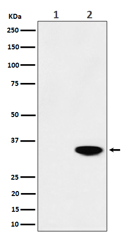 p-Nucleophosmin (T199) Ab