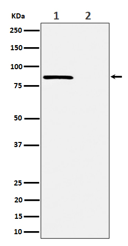 p-RAD17 (S656) Ab