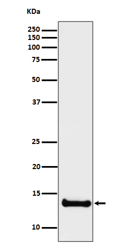 Cystatin B Ab