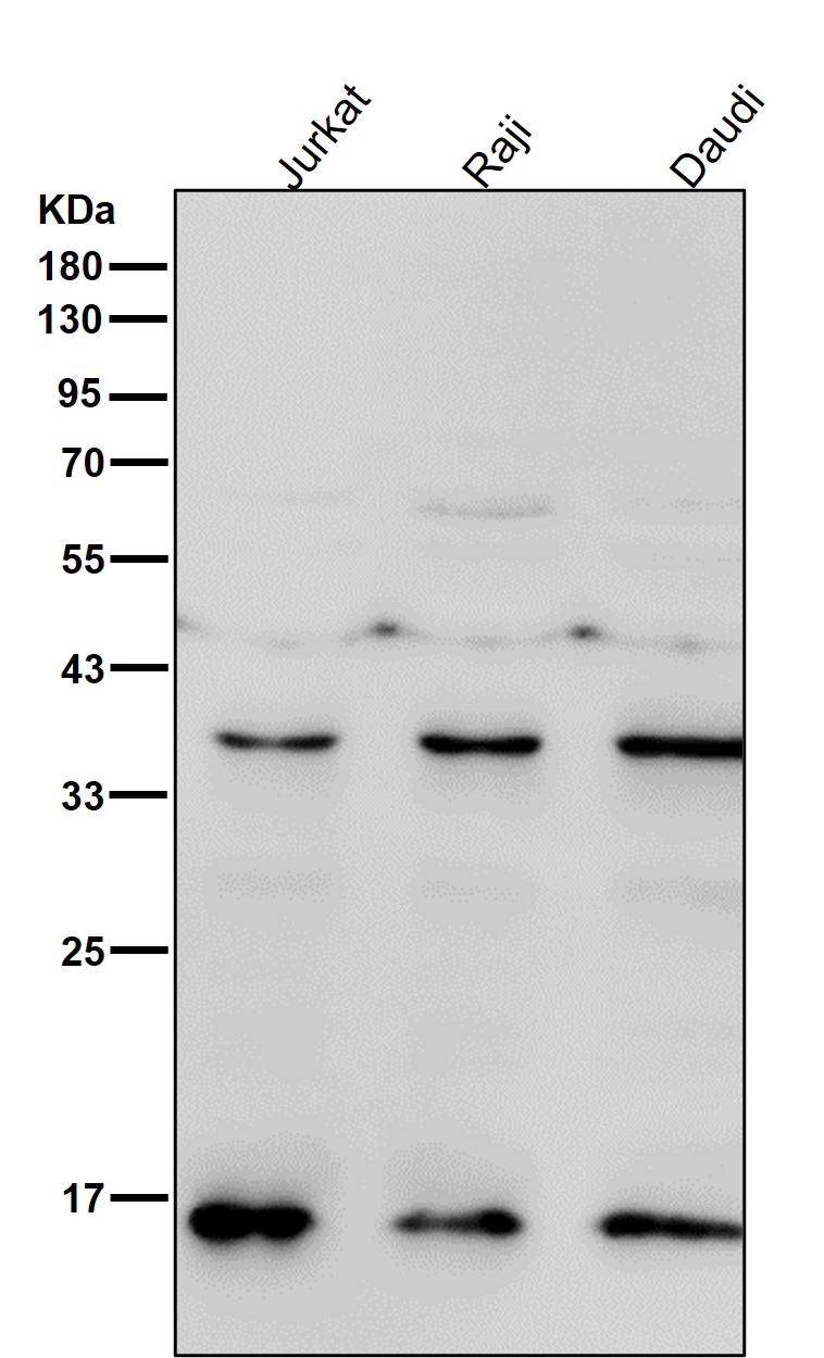 TRAPPC2 Ab