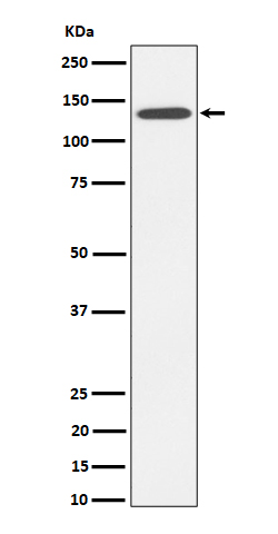 Cadherin 4 Ab