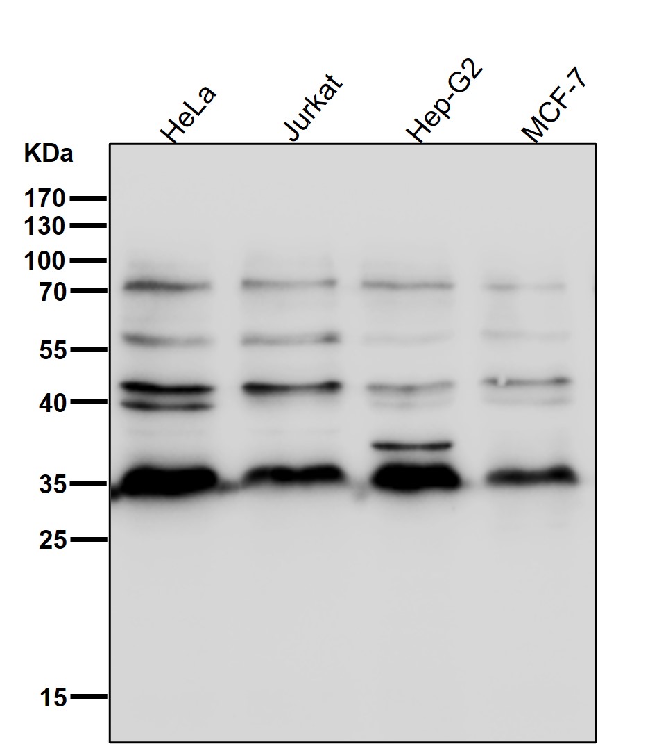 Cytochrome b5 reductase Ab