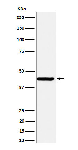 Nodal homolog Ab