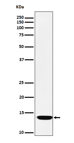 Ferredoxin 1 Ab