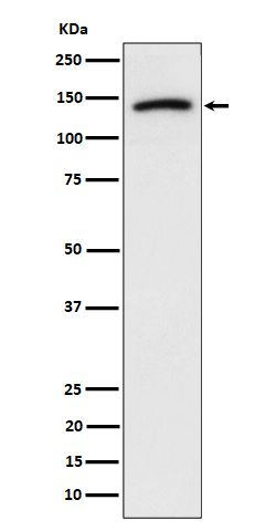 Cadherin 10 Ab