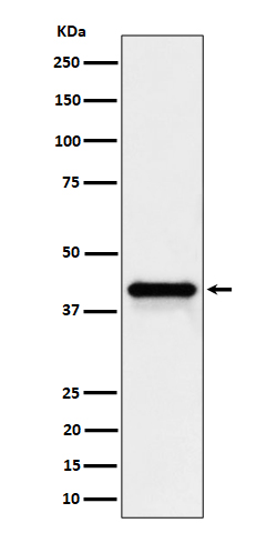 Wnt16 Ab