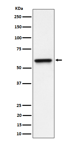 RGS6 Ab