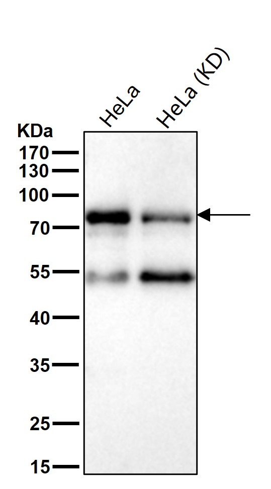 p-eIF4B (S406) Ab