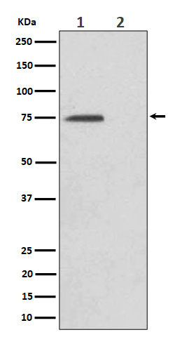 p-eIF4B (S406) Ab