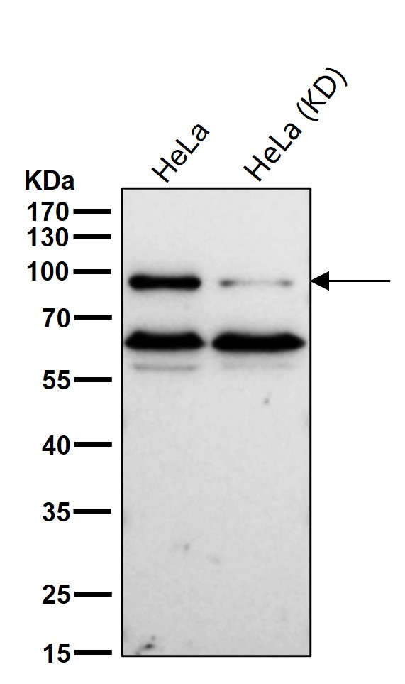 AKAP 8 Ab