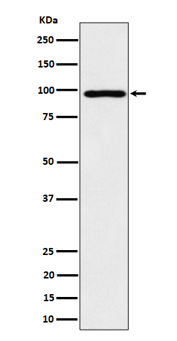 AKAP 8 Ab