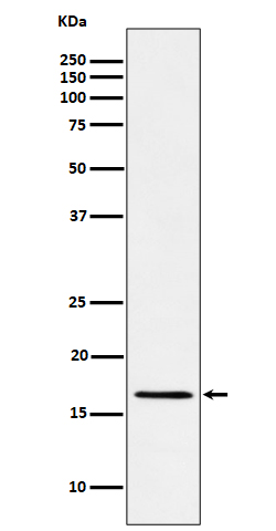 RBM3 Ab