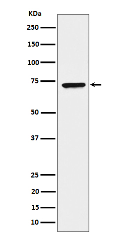 CTPS1 Ab