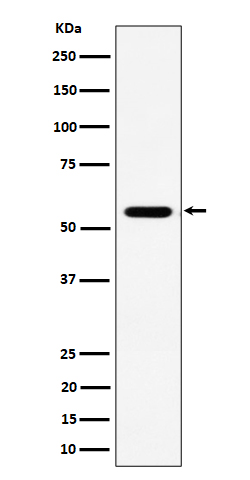 RNF14 Ab