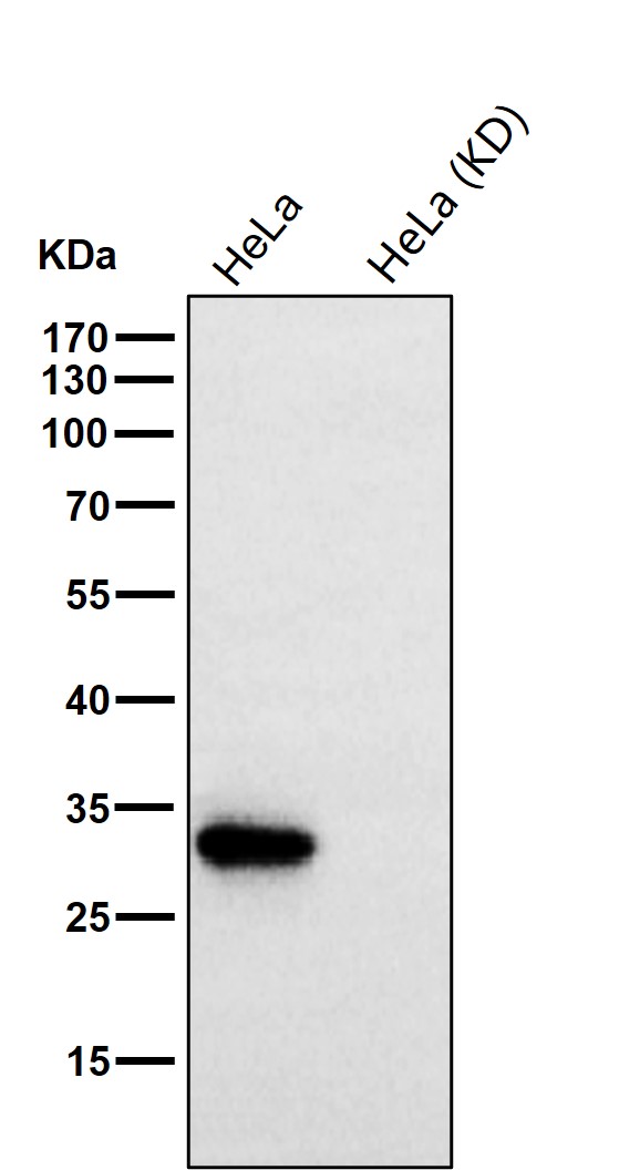 PLSCR3 Ab