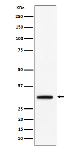 PLSCR3 Ab