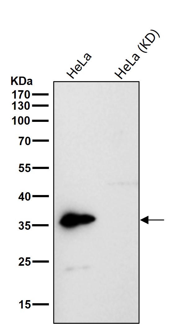 OXGR1 Ab