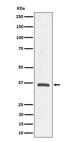 OXGR1 Ab