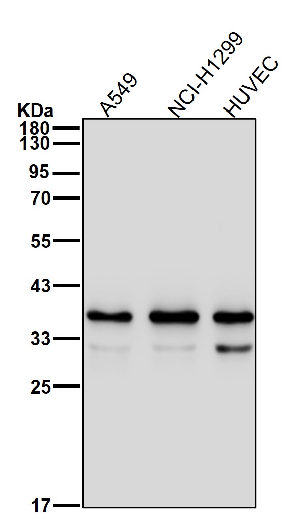 OXGR1 Ab