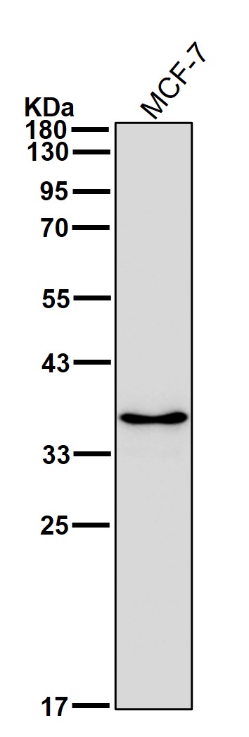 OXGR1 Ab