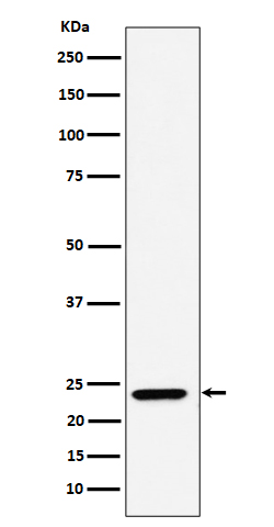 DNAJC12 Ab