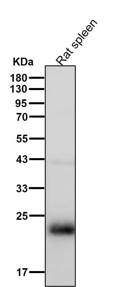 DNAJC12 Ab