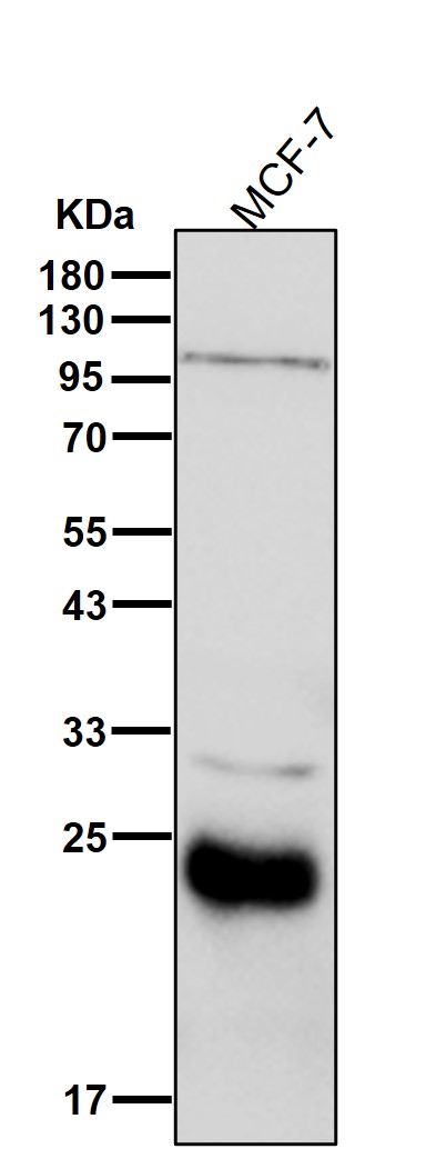 DNAJC12 Ab