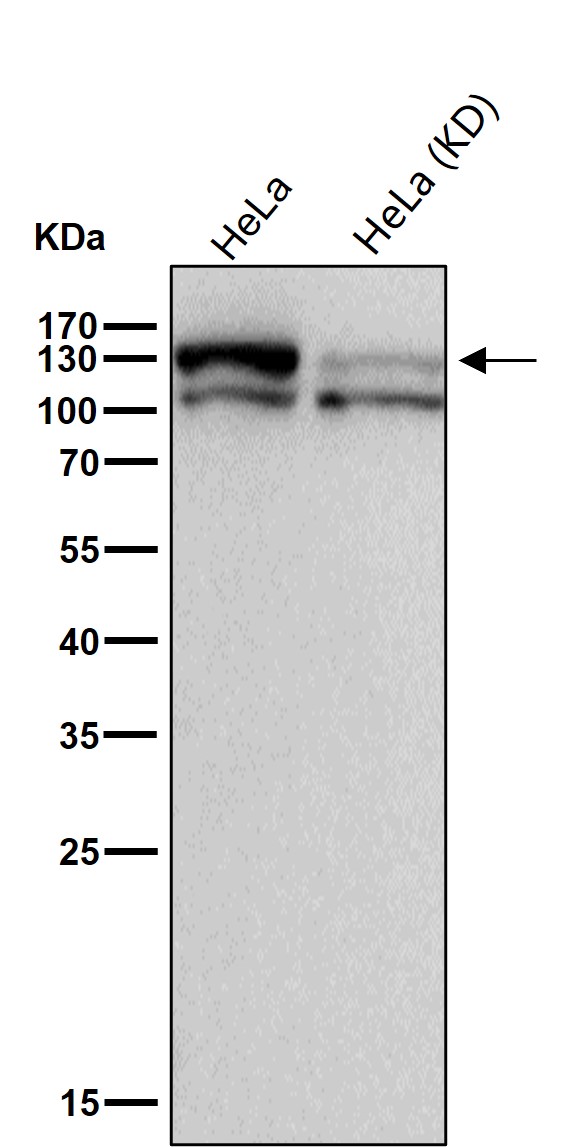 CYFIP1 Ab