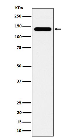 CYFIP1 Ab