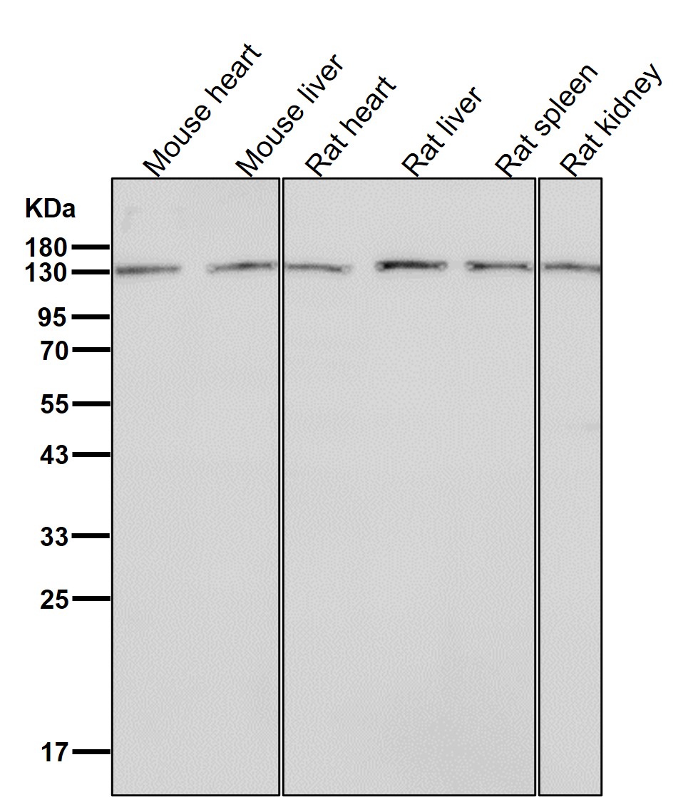 CYFIP1 Ab