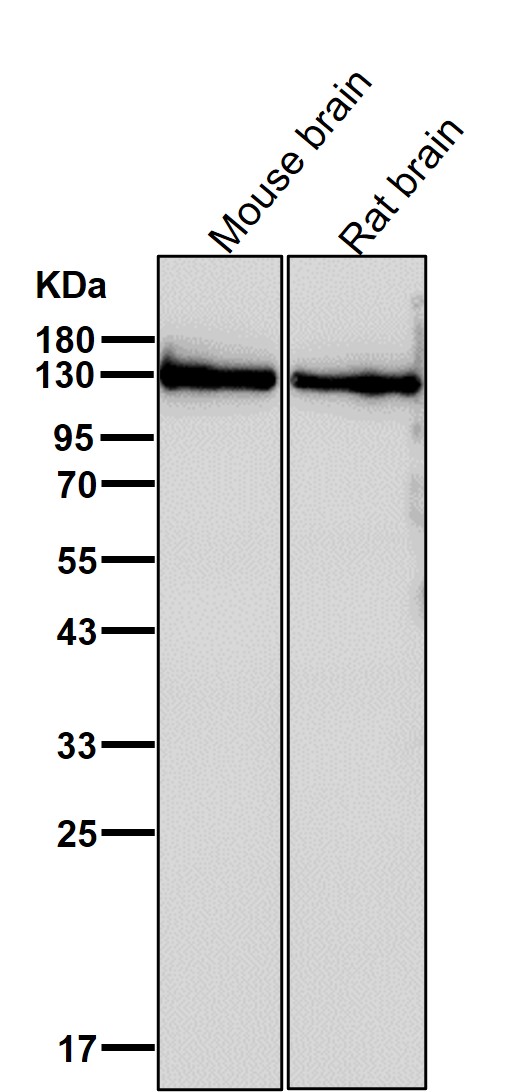 CYFIP1 Ab