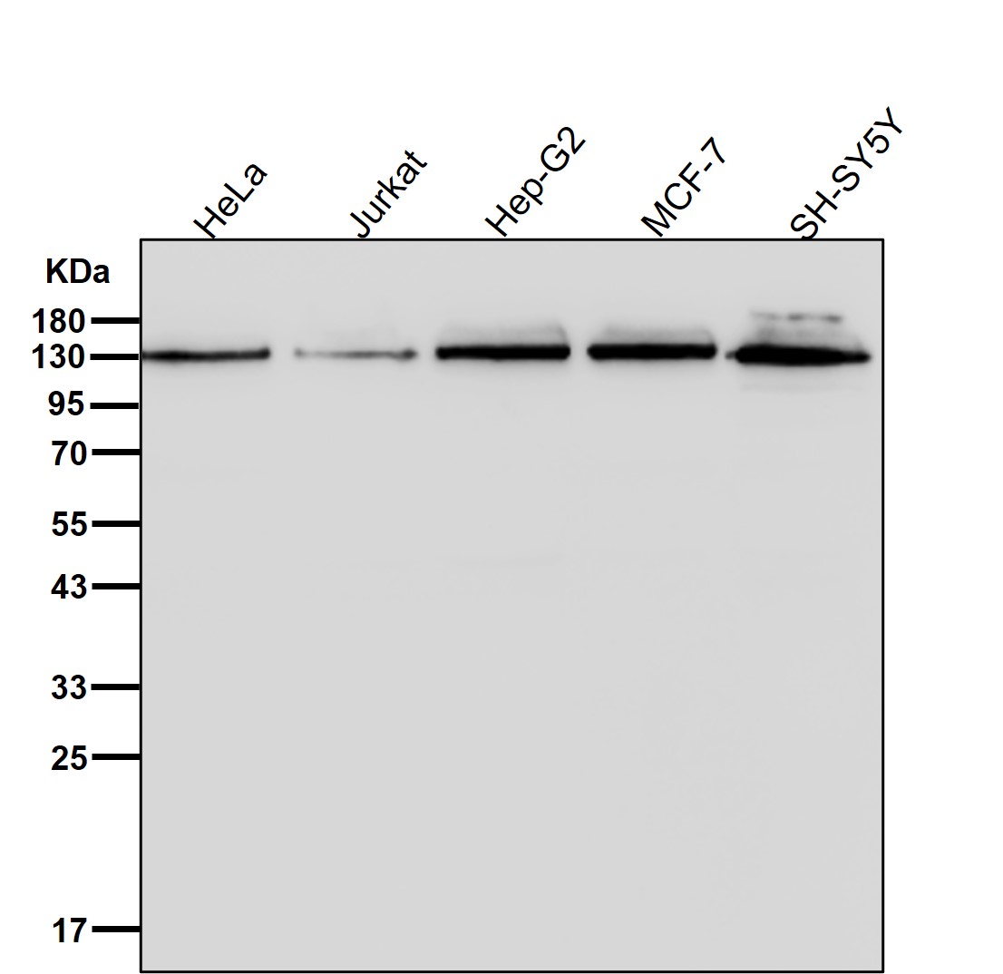 CYFIP1 Ab