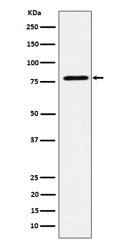 Exocyst complex component 3 Ab